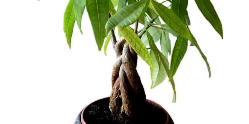 Pachira aquatica : conseils d’entretien pour cette plante d’intérieur